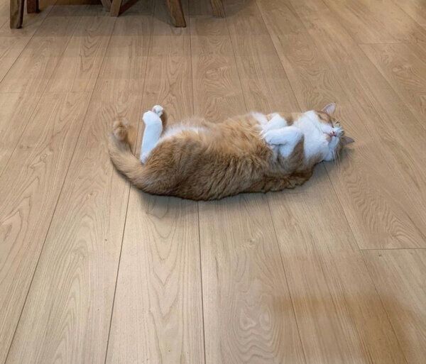 床でゴロゴロするぽんたくん