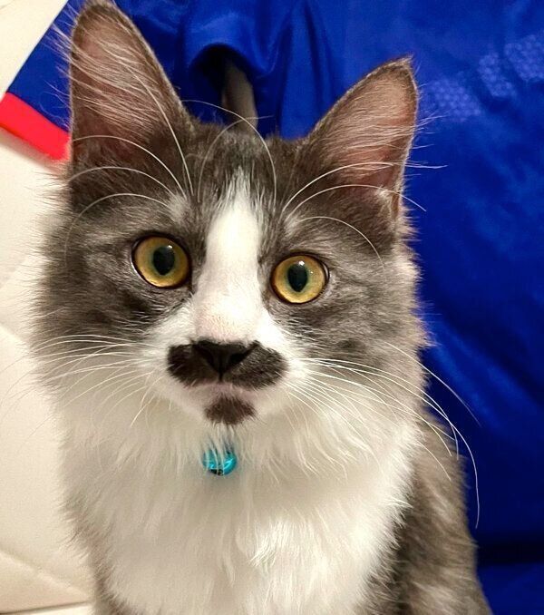 見つめるスイちゃん