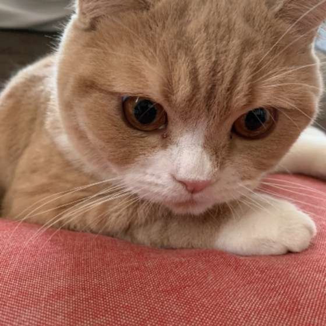 猫はタコを食べても大丈夫 含まれる成分と猫の健康に与える影響は ねこのきもちweb Magazine 猫はタコを食べても大丈夫 含まれる成分と猫の健康に与える影響は ねこのきもちweb Magazine