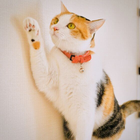 チョイチョイする三毛猫