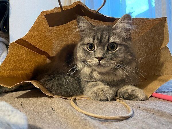 見つめる翠ちゃん