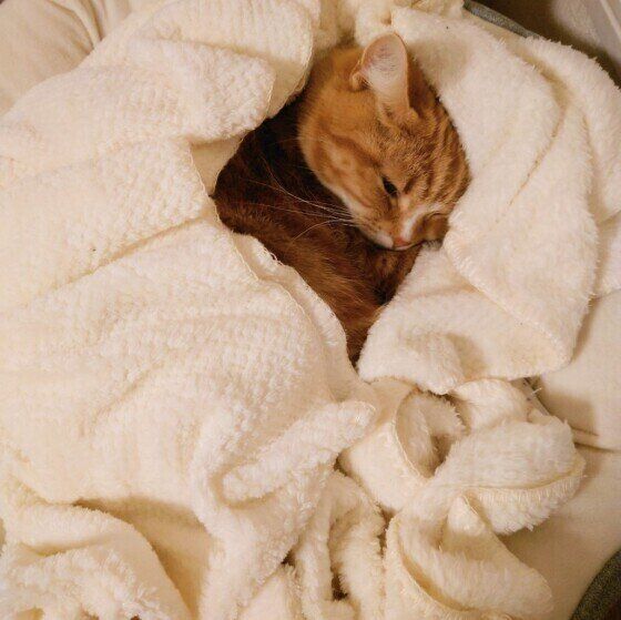 マンチカンのたびちゃん