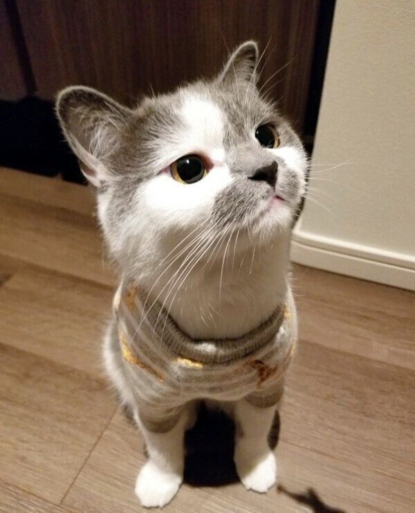 おやつを期待するさかもとちゃん