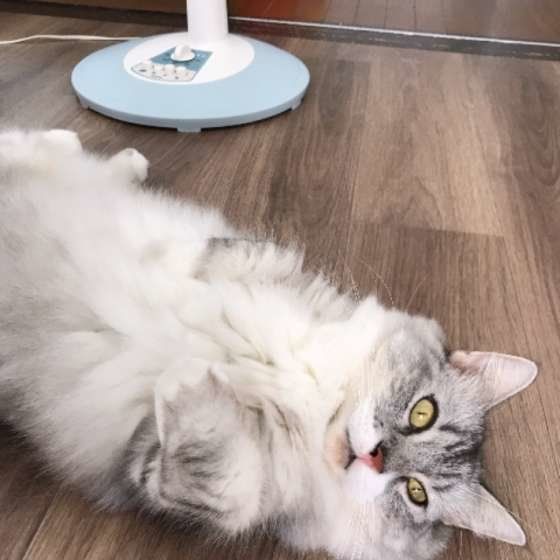 寝転がるマンチカン