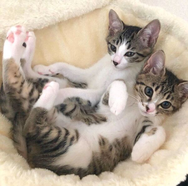 くつろぐわらびちゃん、きなこちゃん