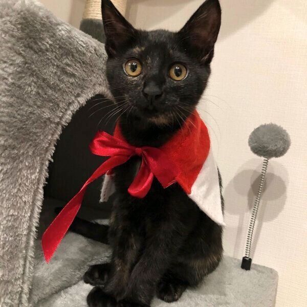 見つめるもちちゃん