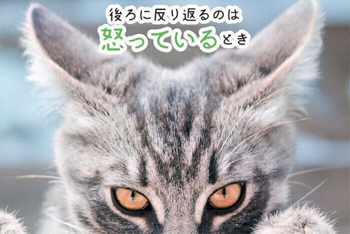 怒っているときの耳の形