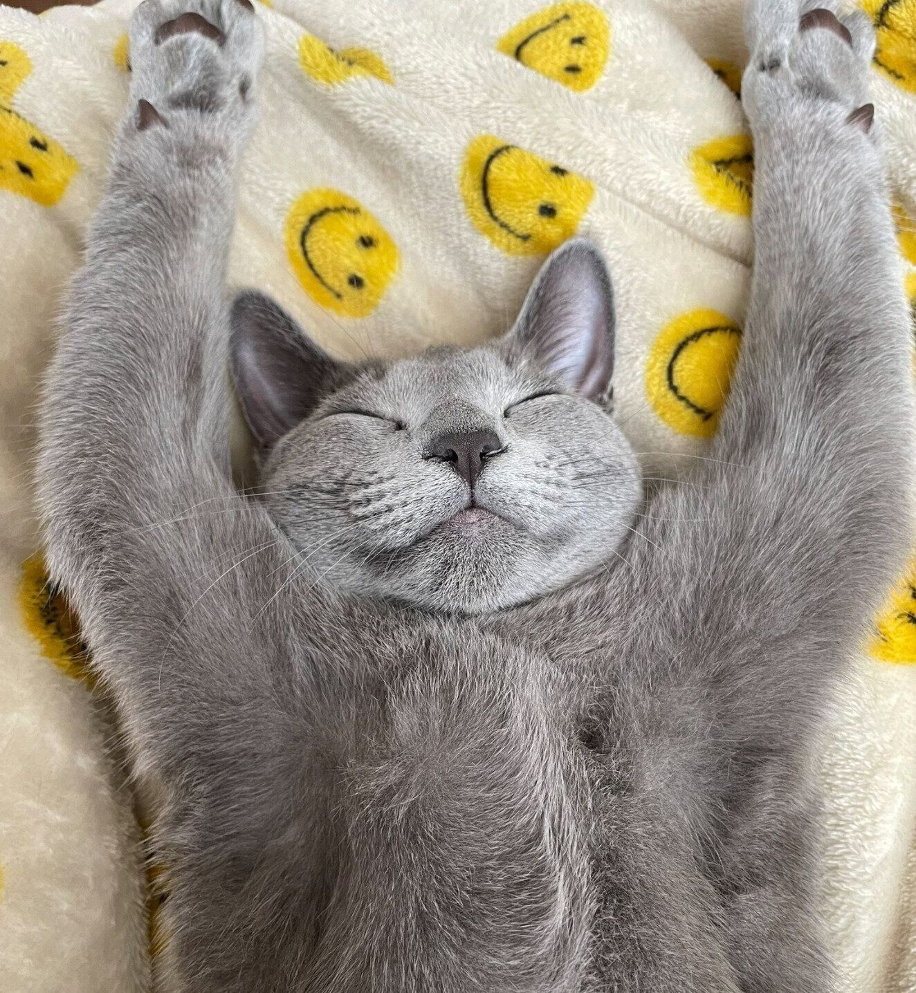 バンザイ寝をするカイくん