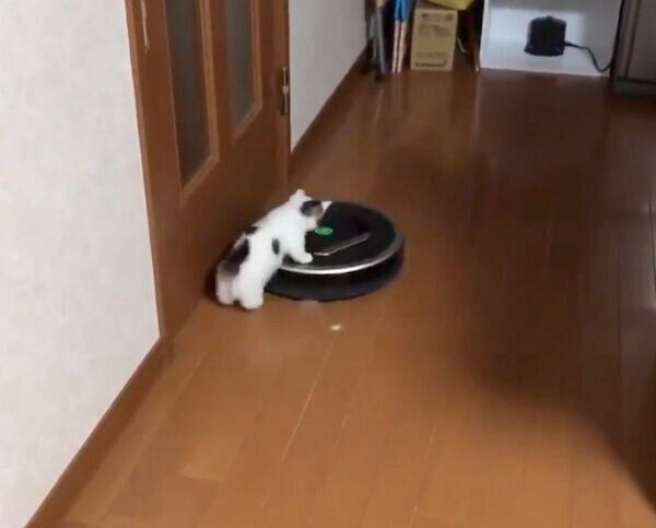 ルンバに乗る豆大福くん