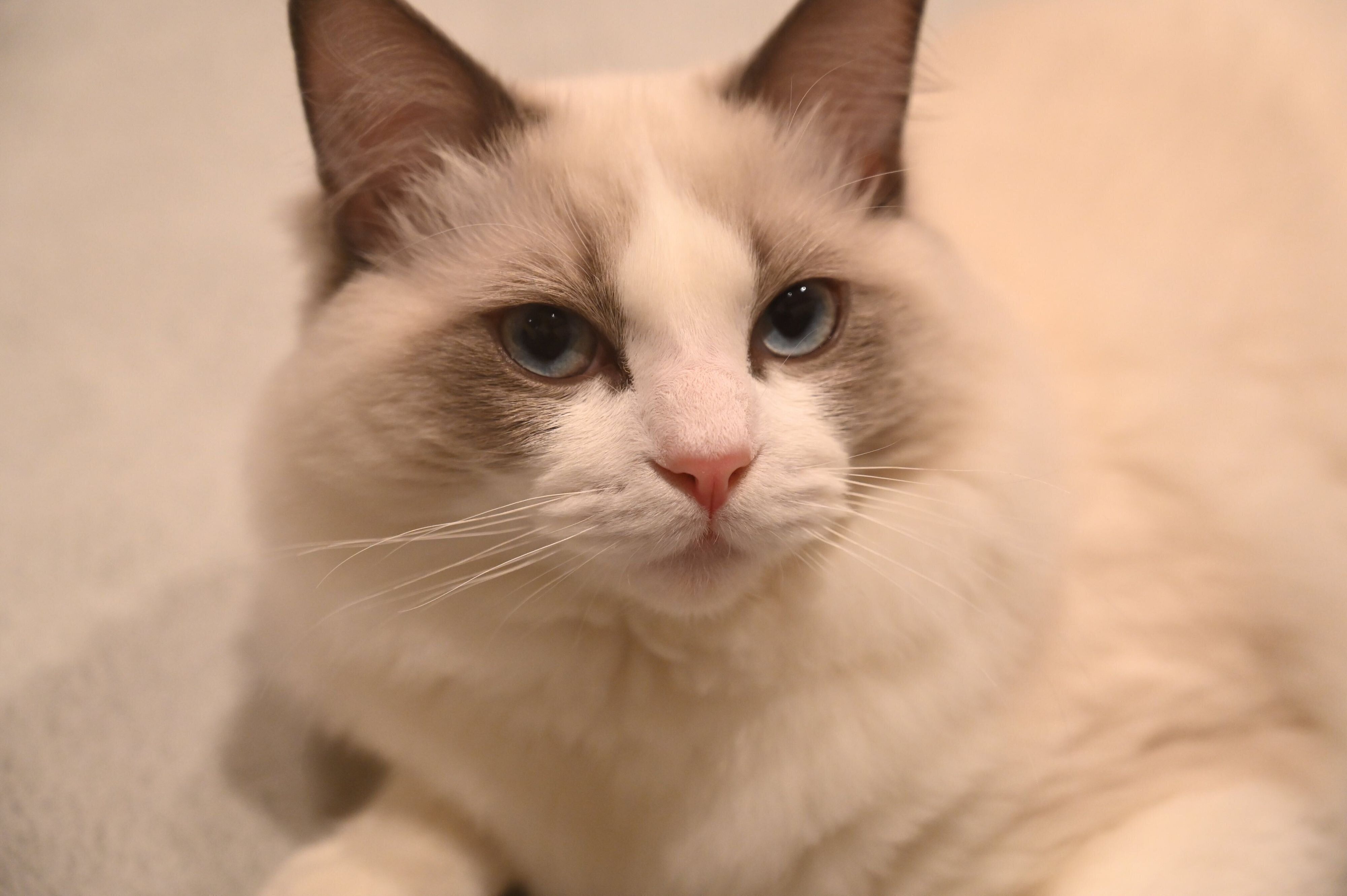 見つめるシャルくん