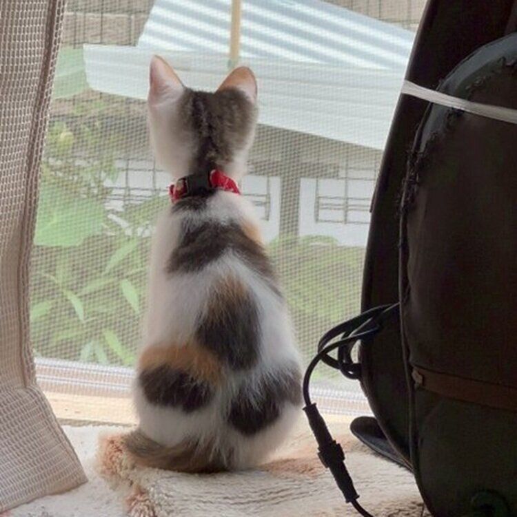 かわいいと話題になった二二ちゃんの後ろ姿