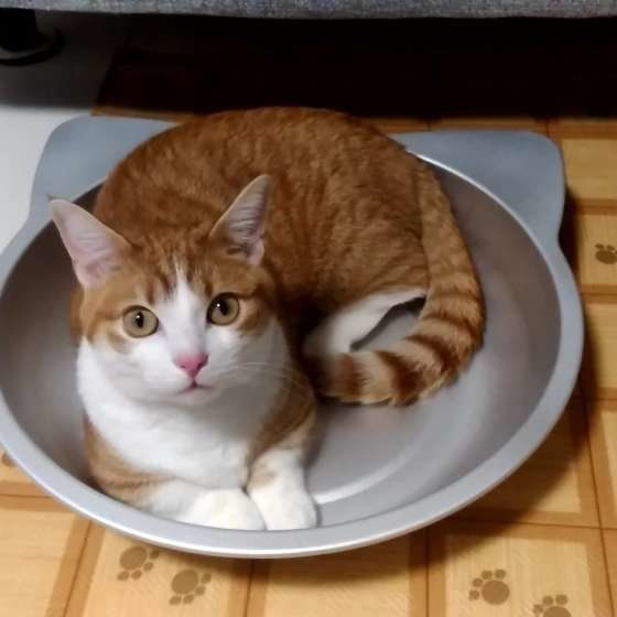 ねこ鍋なマンチカン