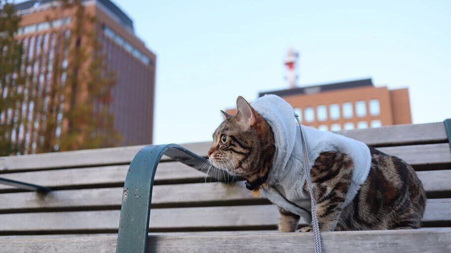 もふもふベストのRubyちゃん