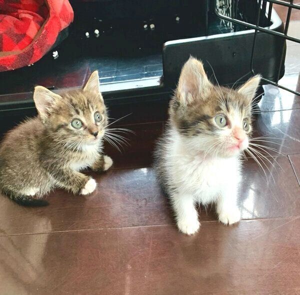 見つめるアポロくん、オレオくん