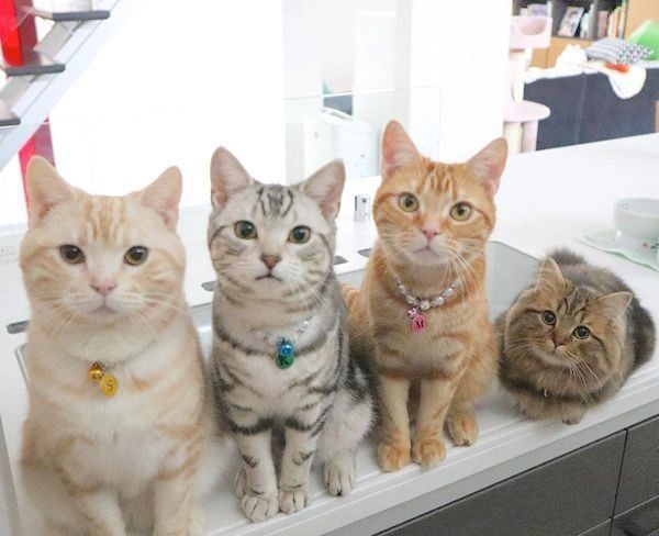 仲良しなアメリカンショートヘアとミヌエット