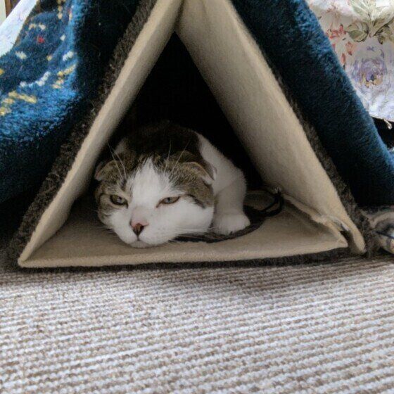 暖をとるスコティッシュフォールドの男の子