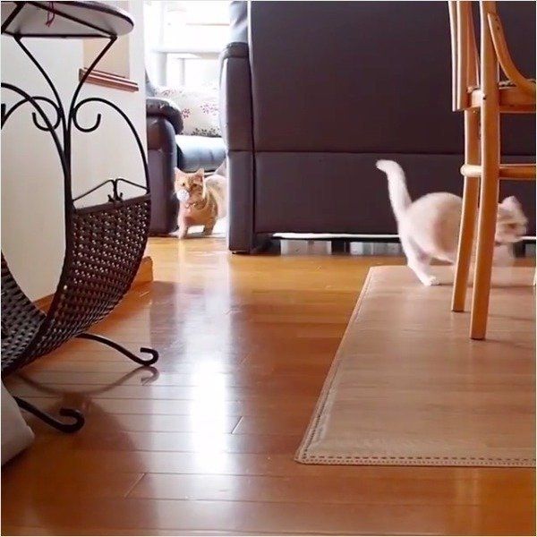 ボール遊び大好きニャンコ