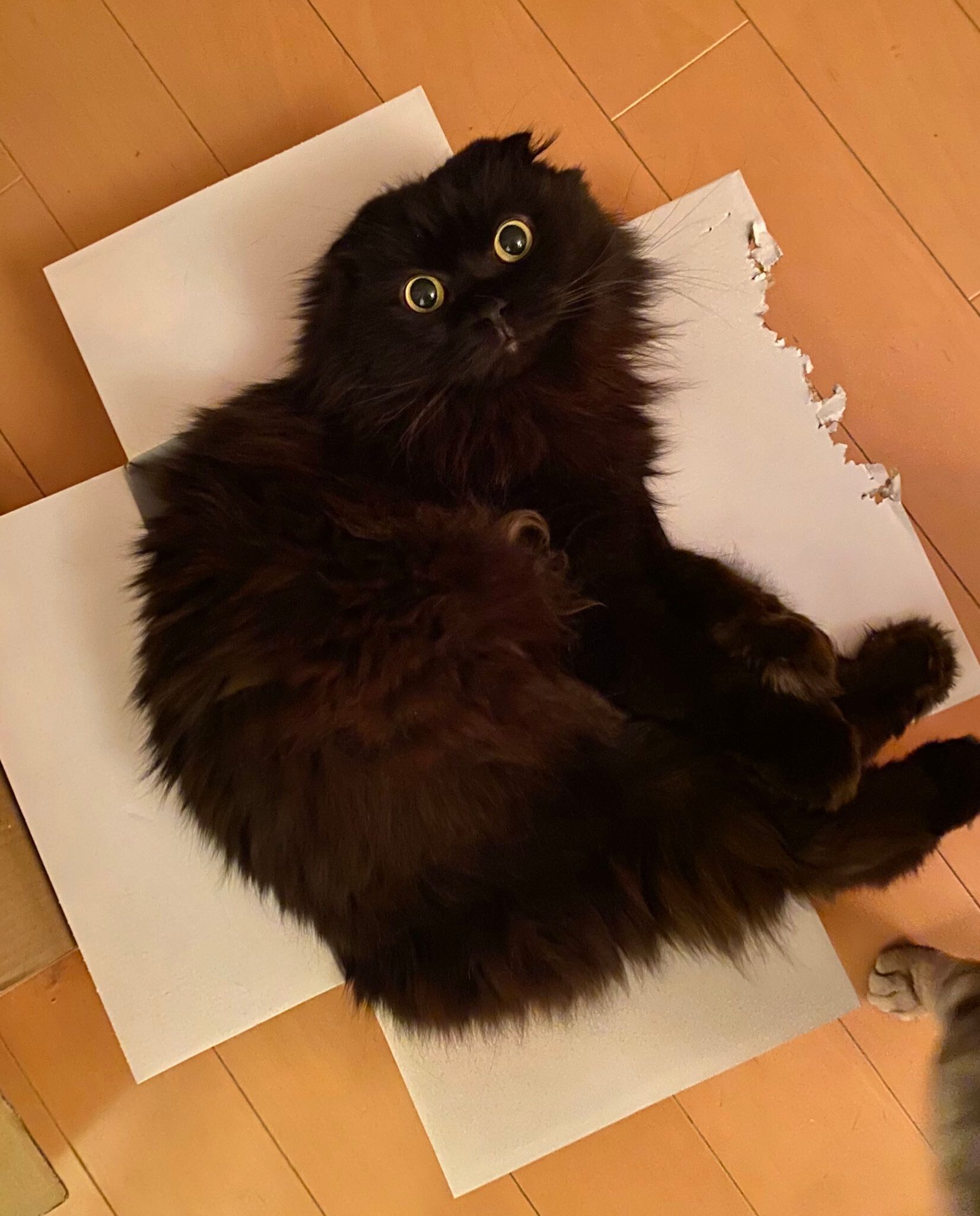 箱の中から上を見る黒猫