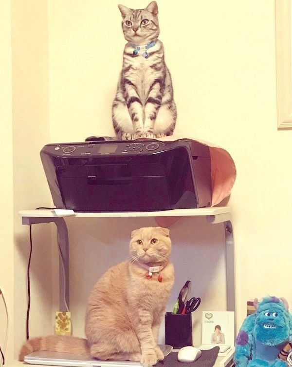 仲良しなアメリカンショートヘアとスコティッシュフォールド