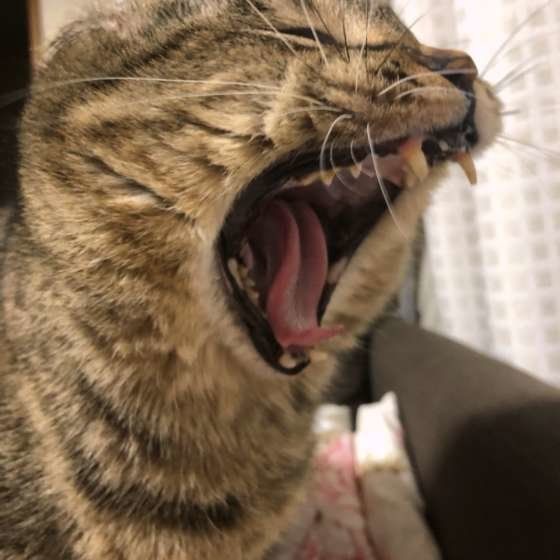猫の大あくび