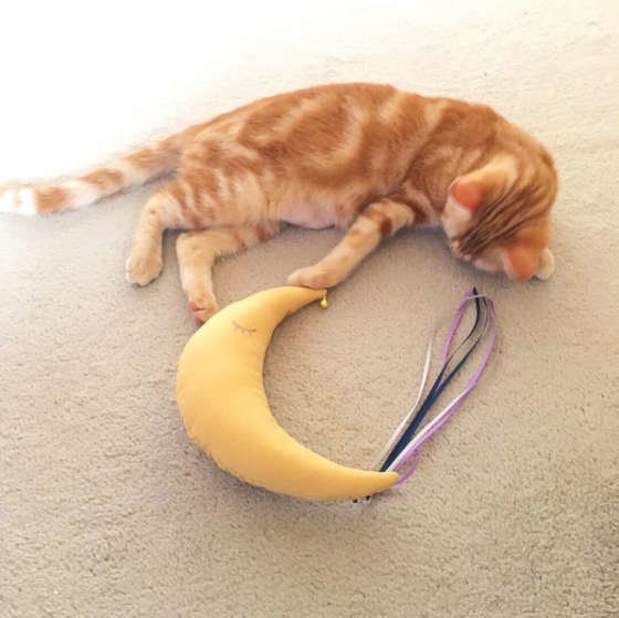 星のクッションにちょいちょいするアメリカンショートヘア