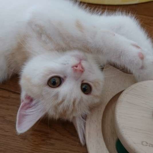 マンチカン　こうめちゃん