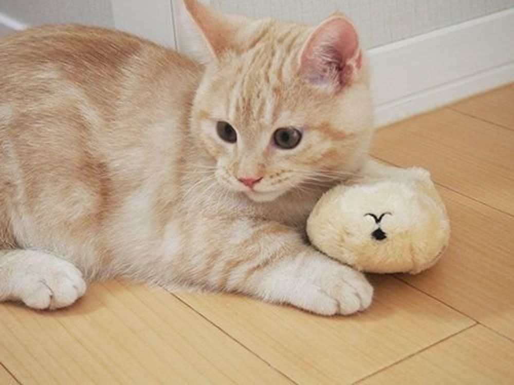 飼い主を悶絶させちゃう 子猫時代 成猫時代 マンチカンのぷーちゃん Vol 59 ねこのきもちweb Magazine 飼い主を悶絶させちゃう 子猫時代 成猫時代 マンチカンのぷーちゃん Vol 59 ねこのきもちweb Magazine