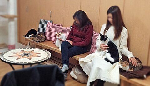 個性豊かな保護猫たちとまったり