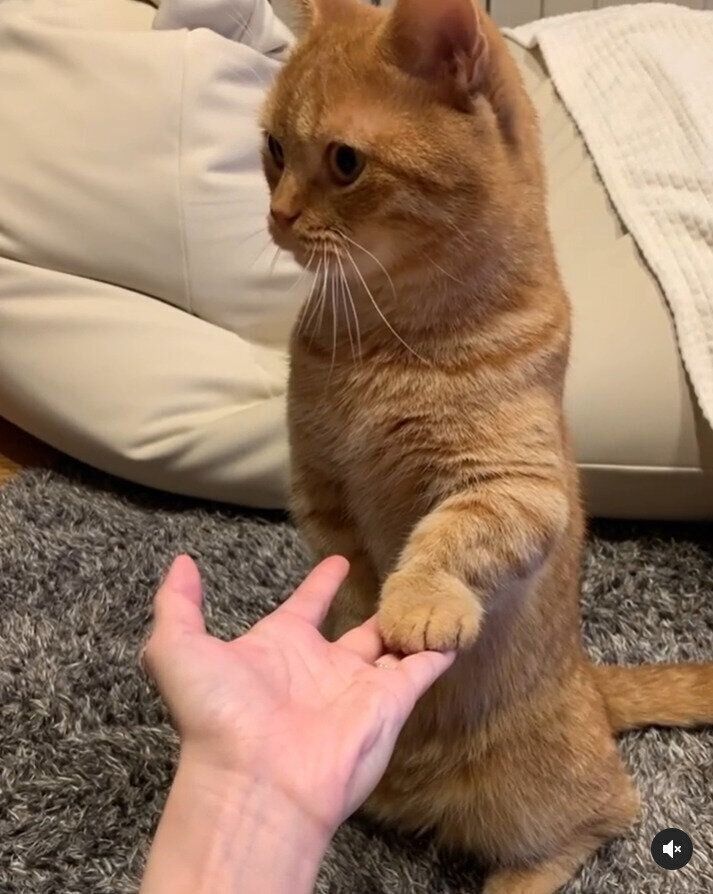 ごはんを待ってお手をするマンチカン猫のうにくん
