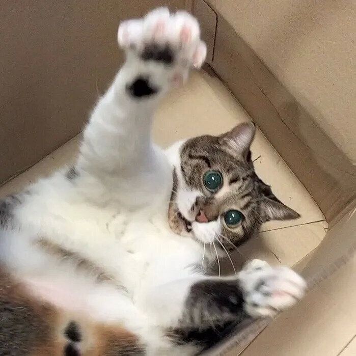 箱の中でハッスルするてつおくん