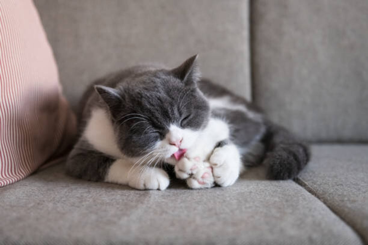 猫が同じところばかりなめる 人の髪をやたらなめる やめさせたい猫のなめる行動は ねこのきもちweb Magazine 猫が同じところばかりなめる 人の髪をやたらなめる やめさせたい猫のなめる行動は ねこのきもちweb Magazine