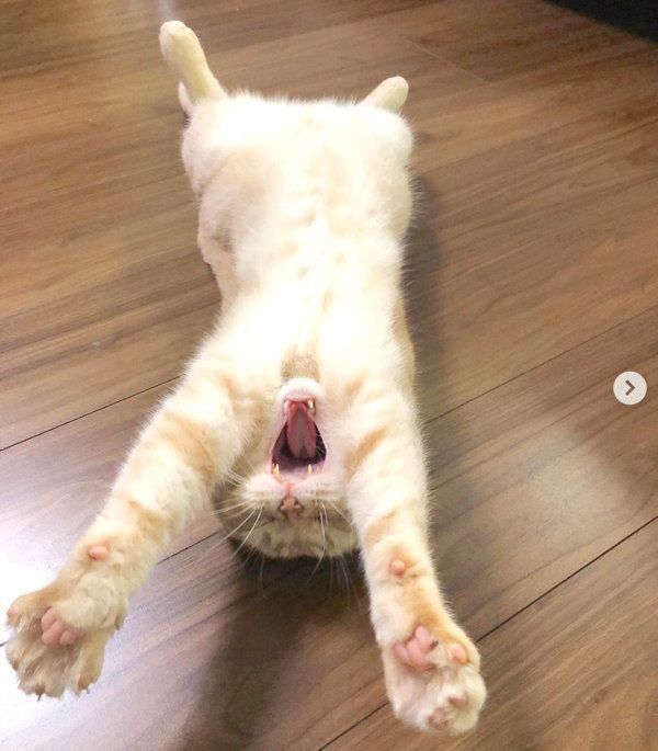 くつろぐスコティッシュフォールド