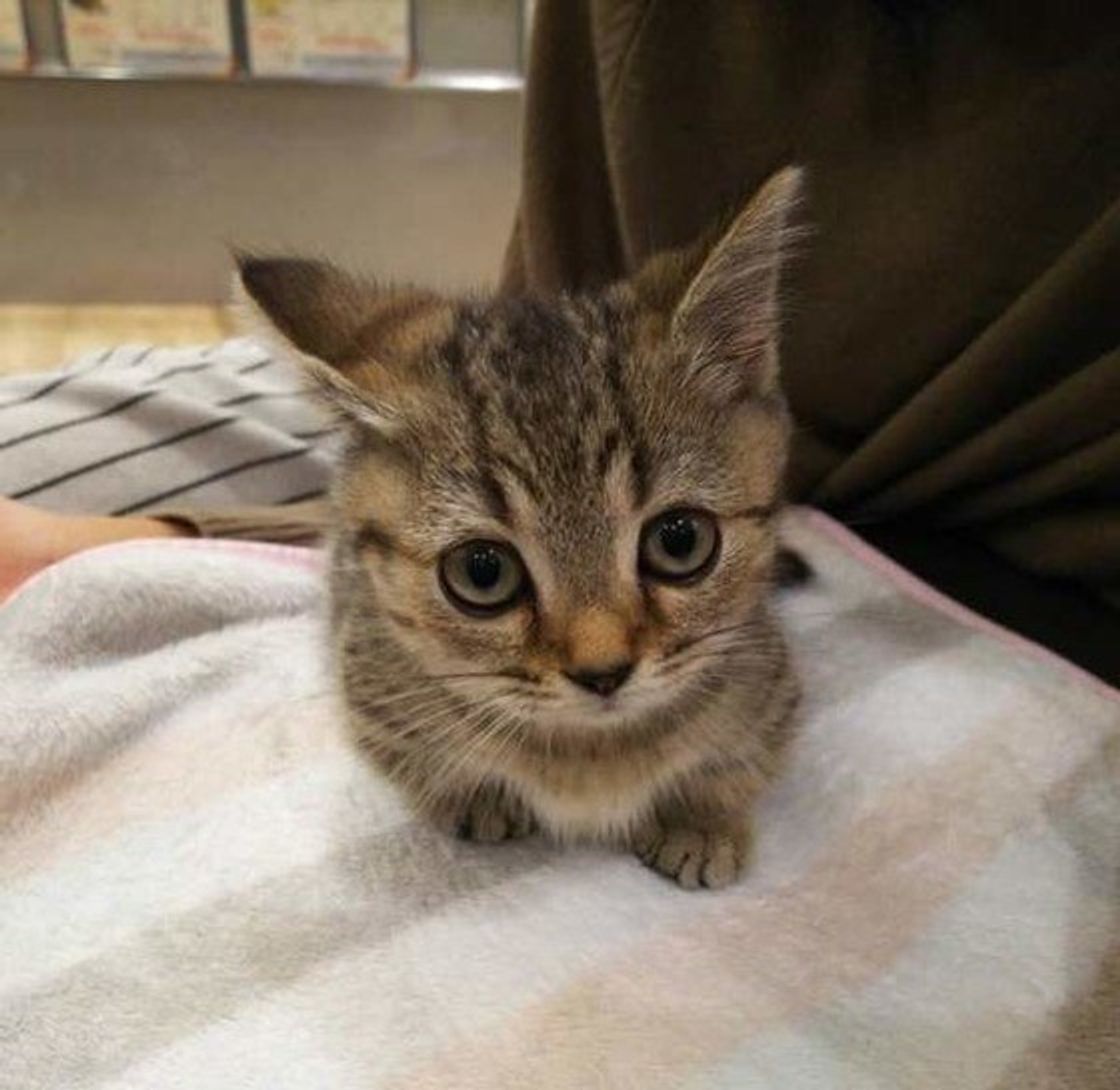 飼いやすい猫 っているの 初心者が猫を迎え入れるときのポイント ねこのきもちweb Magazine 飼いやすい猫 っているの 初心者が猫を迎え入れるときのポイント ねこのきもちweb Magazine