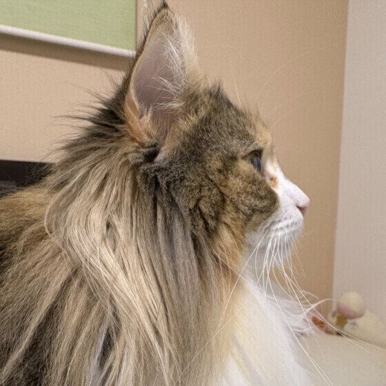 ノルウェージアンフォレストキャット　るなの  