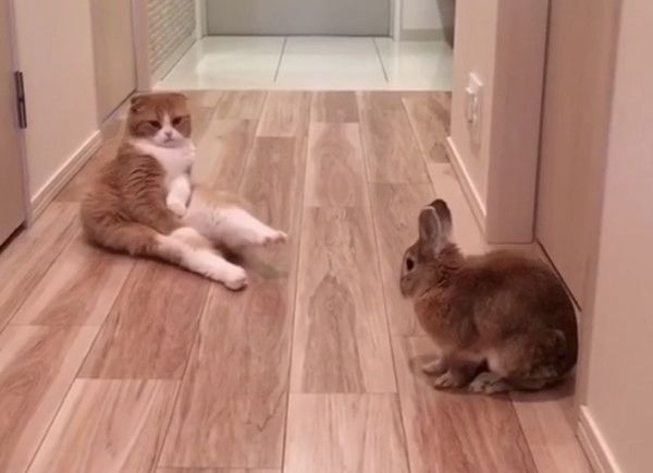 うさぎと見つめ合う猫