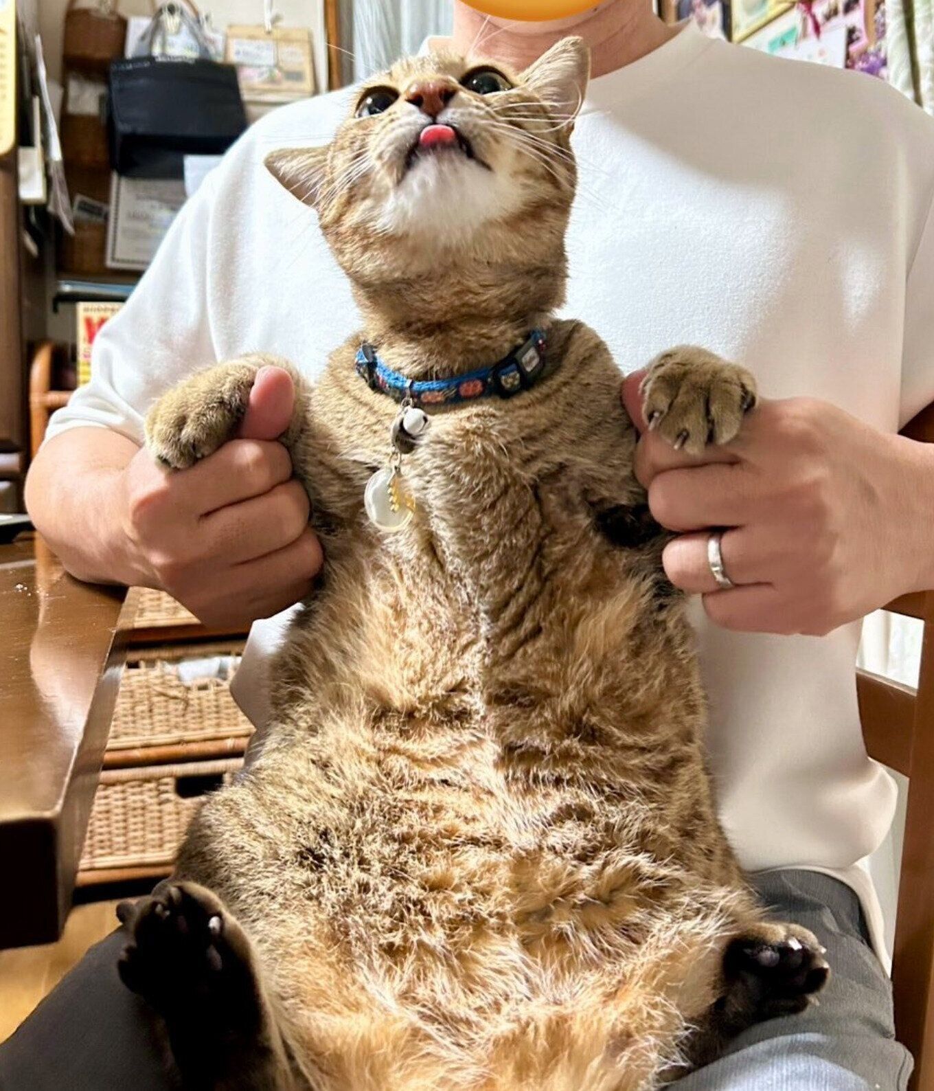 抱っこされるとらまるくん