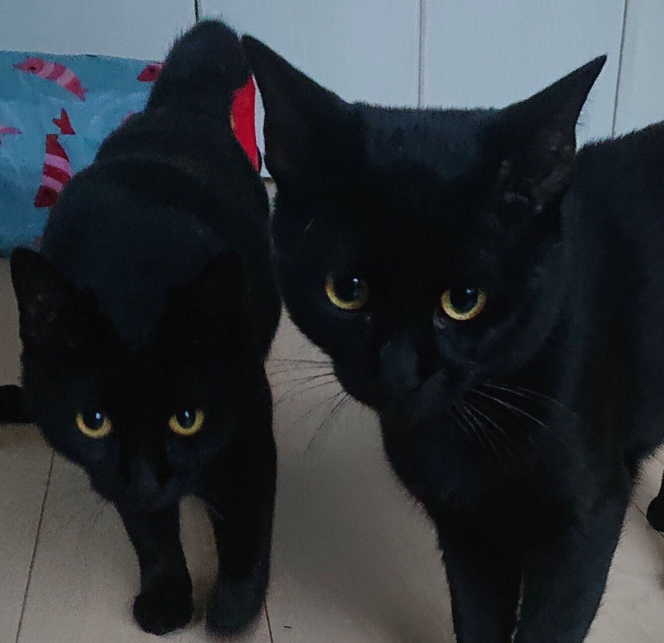 「なでろや」と近づいてきたキキョウちゃん、イルミくん