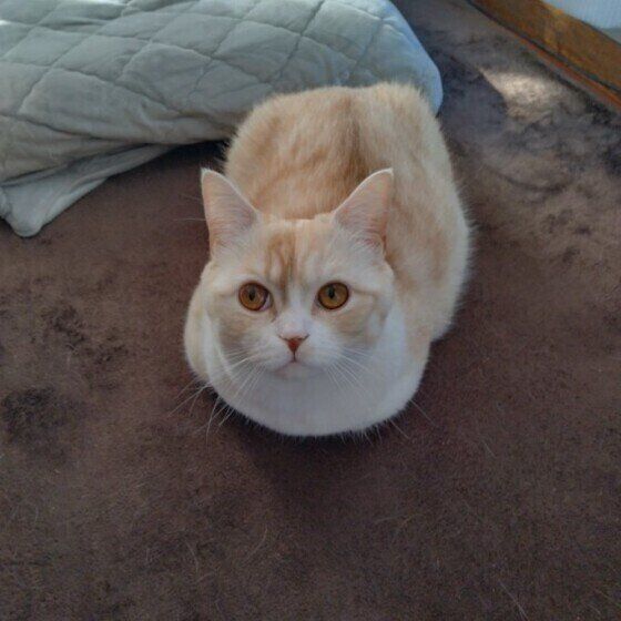 香箱座りするきなこくん（マンチカン）