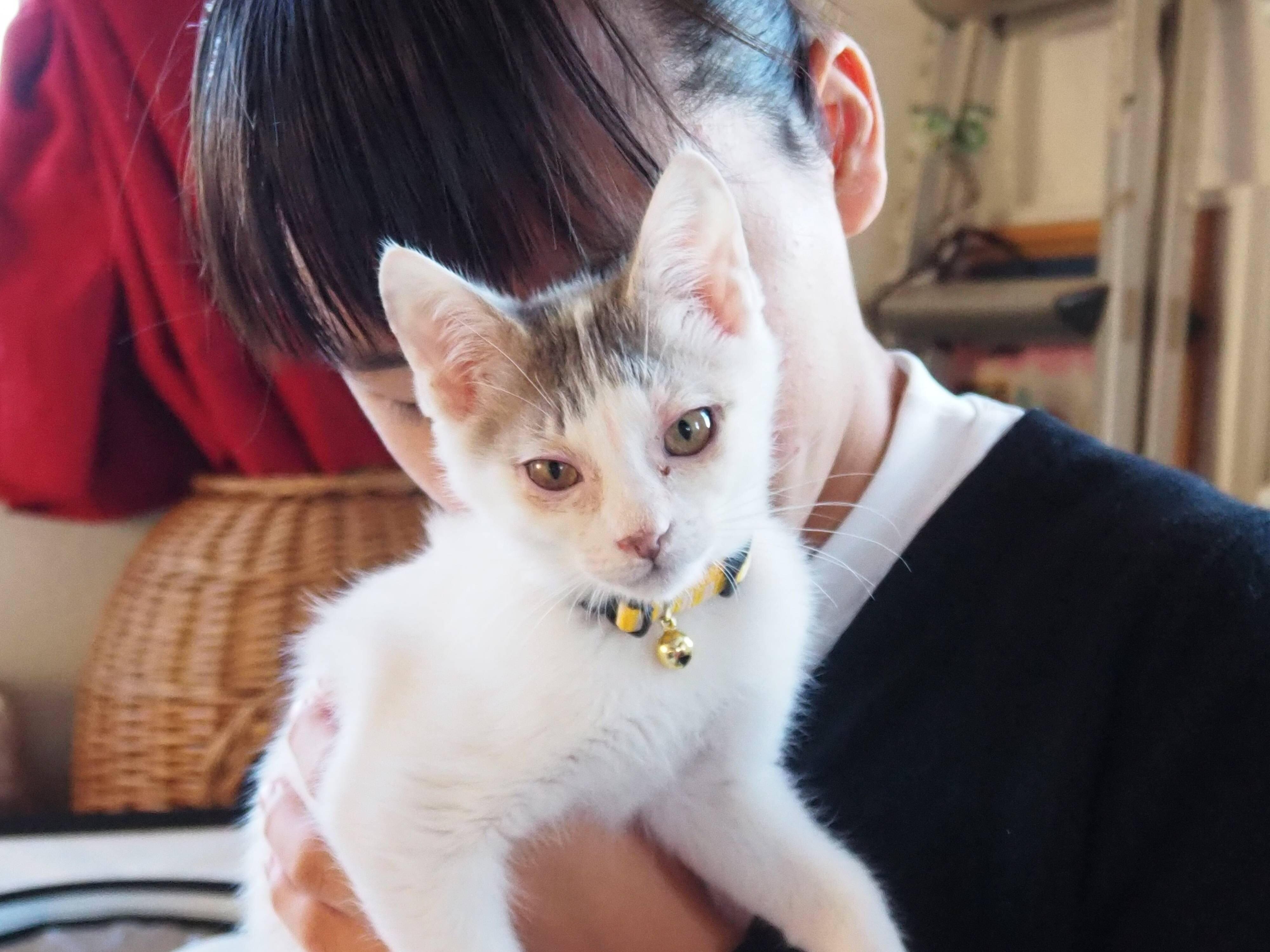 写真提供／子猫園ベルソーデシャトンズ