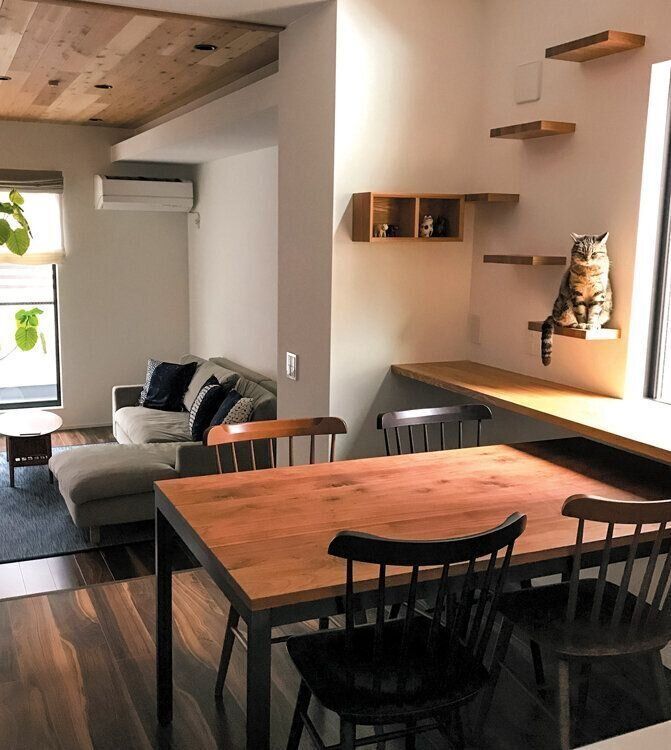 キャットステップに座るアメリカンショートヘア―