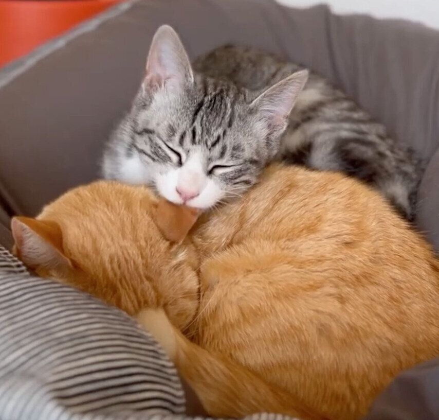 もいわちゃんの耳をなめるいぶきくん