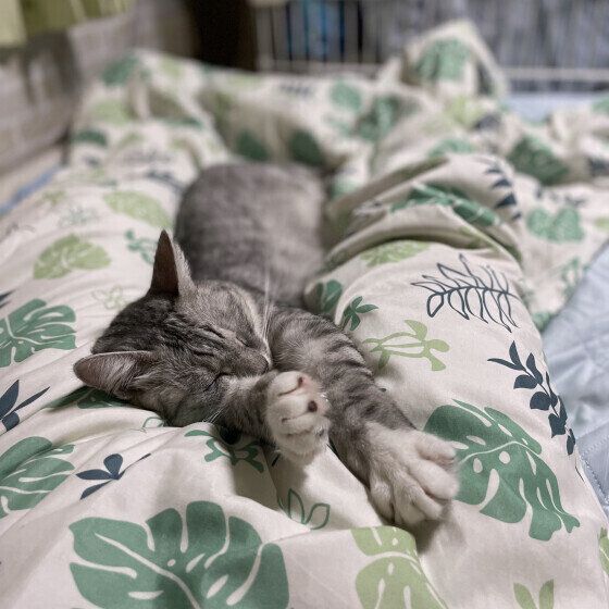 脚の間に挟まるエルくん