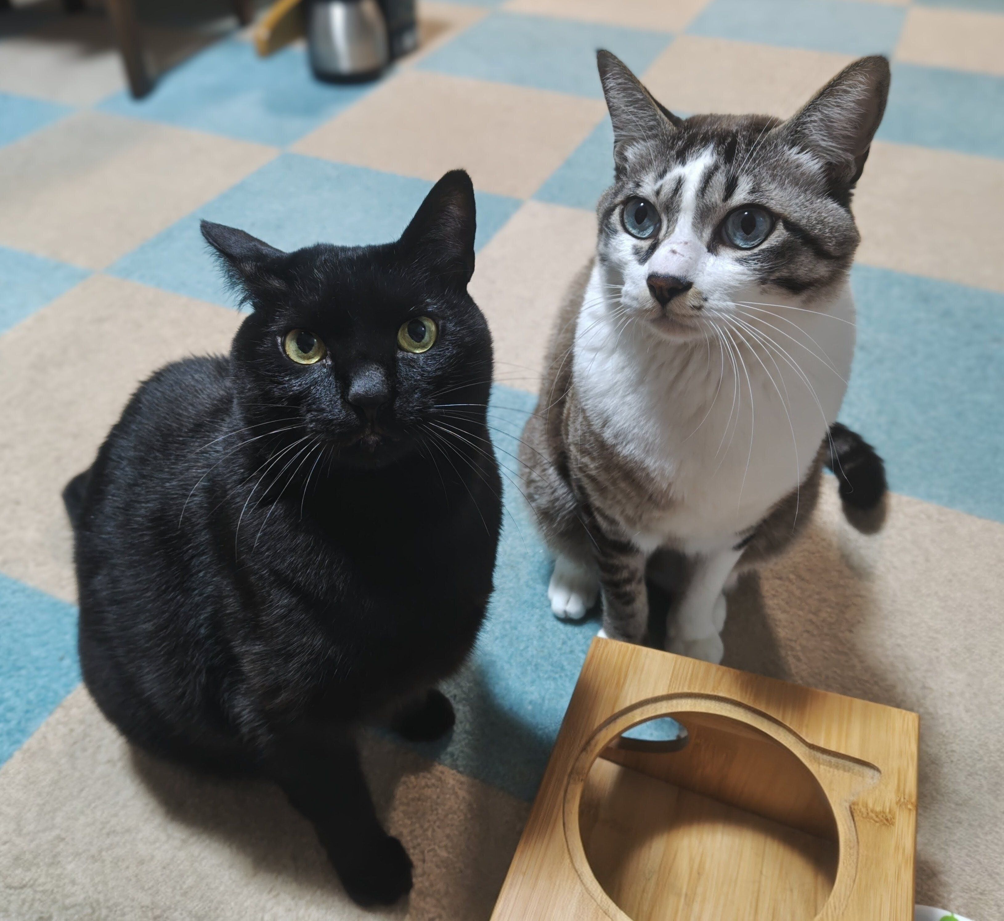 姉貴分の猫・なつちゃんと柱太郎くん