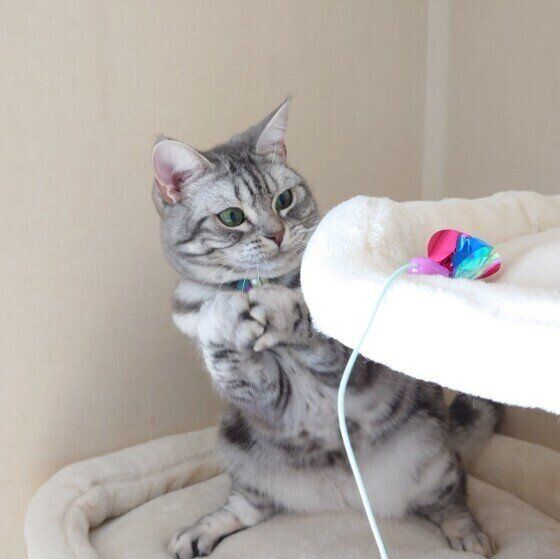 うめちゃん（アメリカンショートヘア）