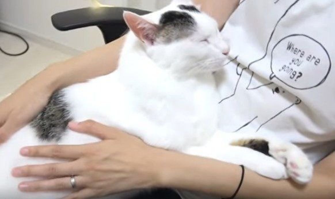 ママさんにべったり 朝になると甘えん坊になるキュートな猫ちゃん ねこのきもちweb Magazine ママさんにべったり 朝になると甘えん坊になるキュートな猫ちゃん ねこのきもちweb Magazine