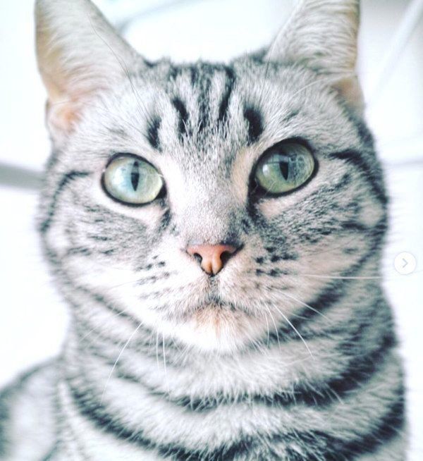 元保護猫・ごまちゃん