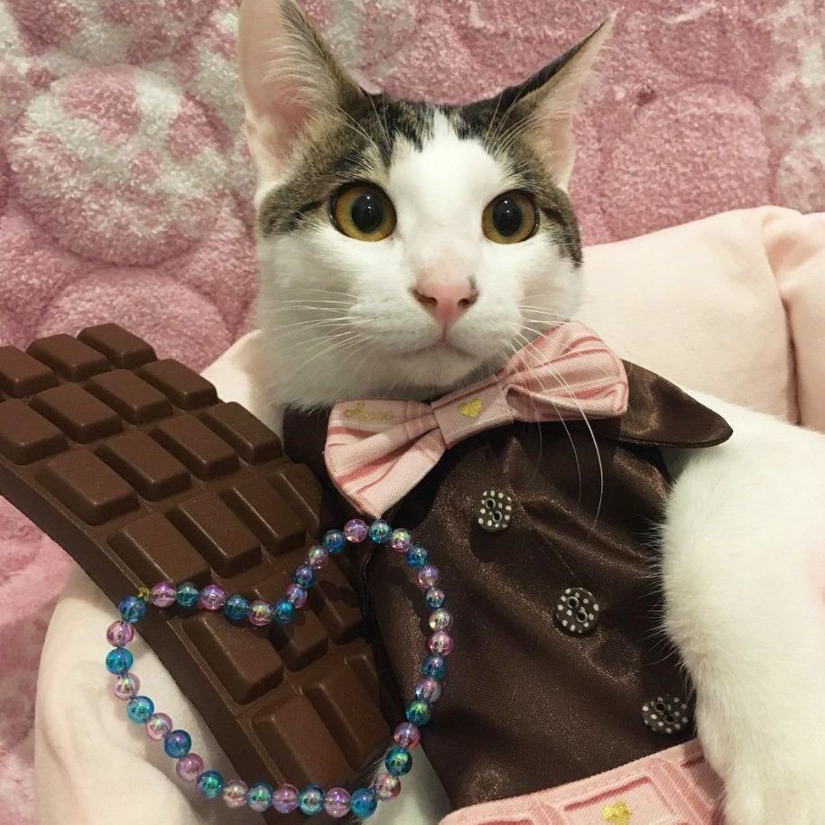 チョコ王子よつばくん