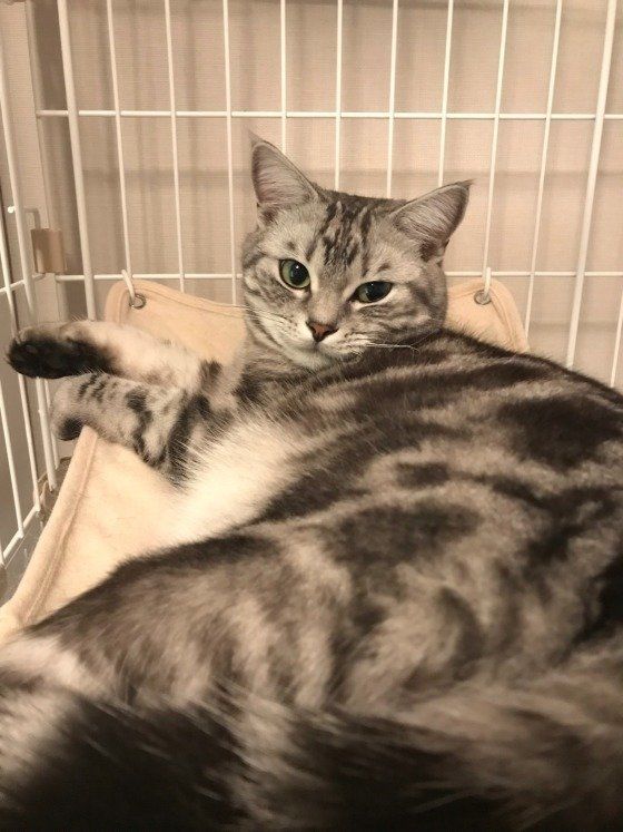 お留守番が不服なアメリカンショートヘアの小鉄