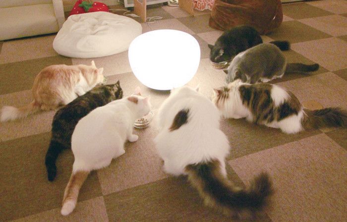 東京　豊島区　猫カフェ　ねころび