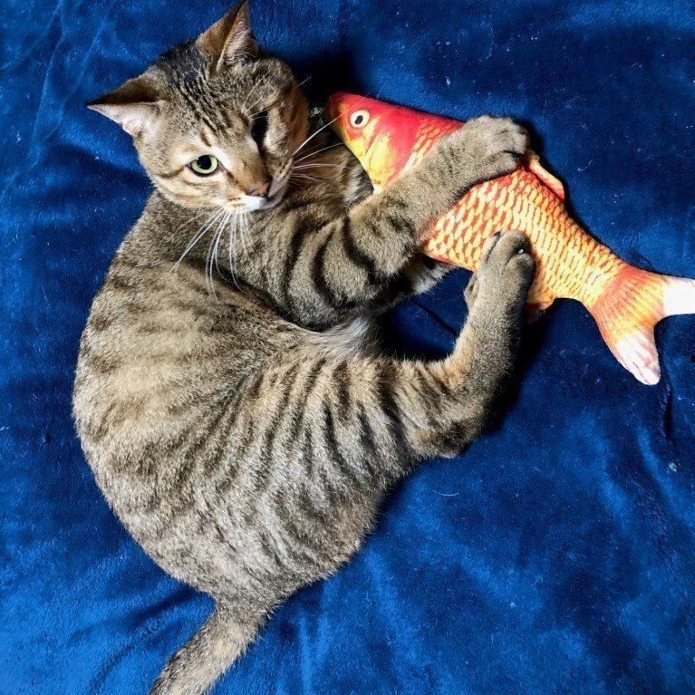 画像／ねこのきもち2020年３月号『猫の病気、そこが知りたい！』